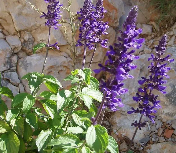 アパート Gospodar シベニク